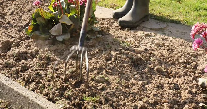 Woman rakes the garden and pulls weeds