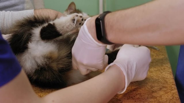 Positive men veterinarian bandaging a paw of a cat lying on the table in veterinary clinic. Rewinding cat's paw by bandage. Cute cat is having its paw bandaged by the veterinarian.