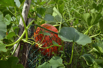 Garden with an orange cultivated pumpkin