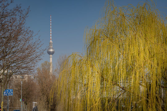 Berliner Fernsehturm an einer Trauerweide im Fr&uuml;hling vor blauem Himmel
