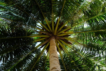 Obraz premium Benan Island Indonesia - perfect palm treetop