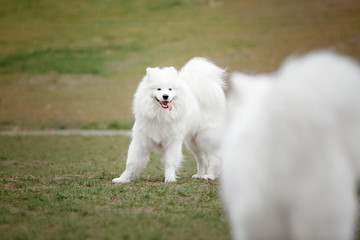 Beautiful samoyed dog running outdoor. White dog. Dog playing