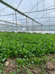 Greenhouse for the cultivation of salad stock photo (sogan,tere,roka,maydonoz)