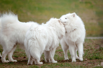 Beautiful samoyed dog running outdoor. White dog. Dog playing