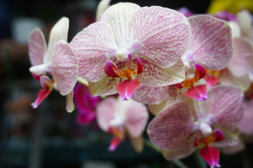orchid isolated on blur background. Closeup of phalaenopsis orchid. white white Phalaenopsis with pink stripe hybrid