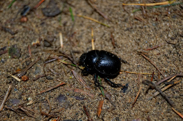 Black beetle in the ground