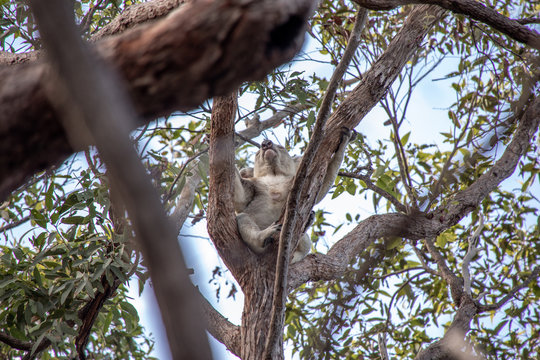 wacher Koala auf Baum