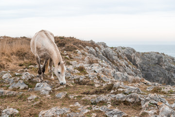 beautiful white horse standing on amazing rock landscape beside the sea on cliffs of the coast