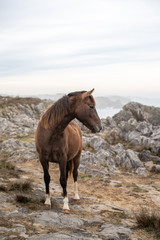 beautiful brown horse standing on amazing rock landscape beside the sea on cliffs of the coast