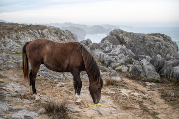 Fototapeta na wymiar beautiful brown horse standing on amazing rock landscape beside the sea on cliffs of the coast