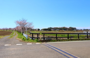 春　さくら　橋　道　田舎　茨城　風景