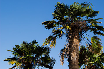 Obraz premium Palm