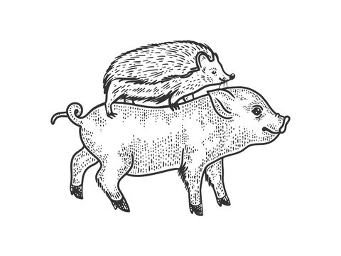 hedgehog riding a pig sketch engraving vector illustration. T-shirt apparel print design. Scratch board imitation. Black and white hand drawn image.
