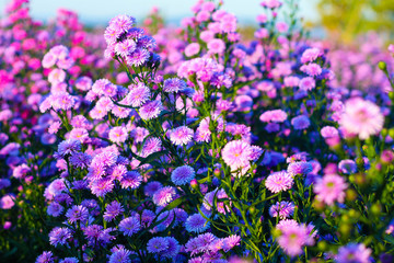 Purple margaret flower blooming in morning.