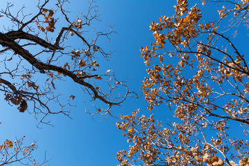 tree branches against blue sky background