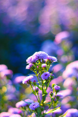 Beautiful margaret flower blooming in morning.