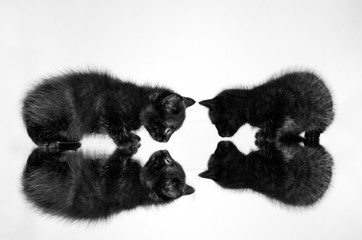 photo shoot little cute kittens cats beautiful photo animal portrait