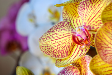 Orchids, Phalaenopsis aphrodite hybrid close-up