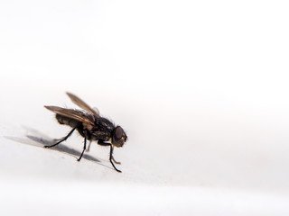 A macro shot of fly on a white background