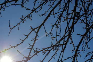 Fototapeta na wymiar branches of a tree against the background of the read sky and sun