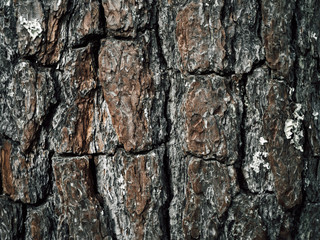 Old tree bark patterns occur naturally.