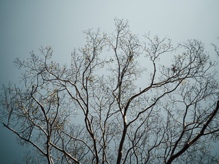The tops of the branches that are dry in spring