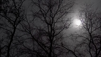 Ominous picture. Sunlight breaks through the fog in a forest in the mountains. Dry tree branches sway in the wind.