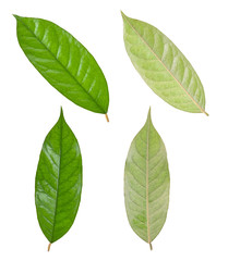 Front durian leaves and rear durian leaves Isolated on a white background.