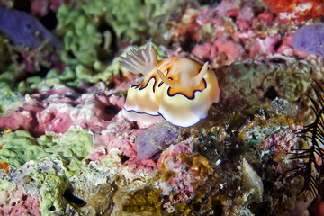 Plakat Cute brown nudibranch crawl on a coral reef.