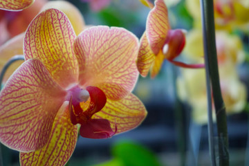 Naklejka na ściany i meble yellow orchid isolated on blur background. Closeup of yellow phalaenopsis orchid. Phalaenopsis yellow red stripe hybrid