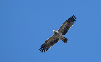 Obraz premium Imperial Eagle (Aquila heliaca), Crete