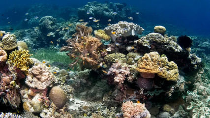 Plakat A coral reef surrounded by blue water and various fish.