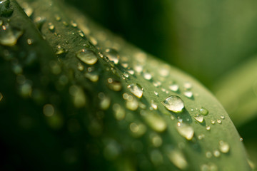 Water drops on green leaf