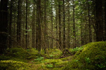 Obraz premium Green forest