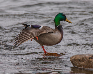 duck in the water