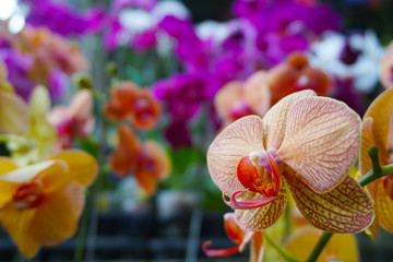 yellow orchid isolated on blur background. Closeup of yellow phalaenopsis orchid. Phalaenopsis...