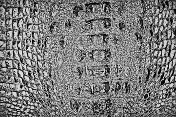 Distress crocodile skin grunge texture. natural leather illustration.
