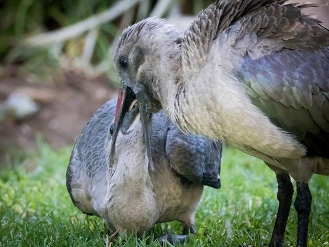 Hadeda Ibis feeding