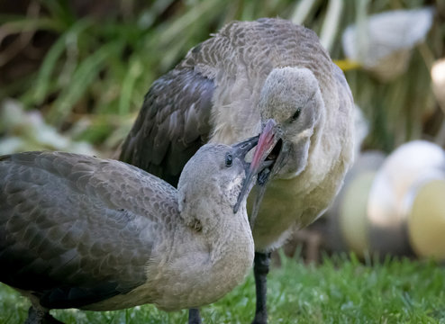 Hadeda Ibis chick