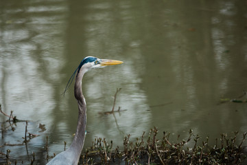 Blue Heron in Swamp Water