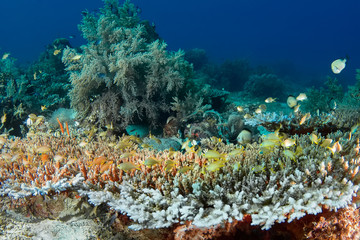 Fototapeta na wymiar Seascape with coral fish, in the foreground coral family Acropora