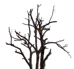 Dead tree with clipping path isolated on white background.