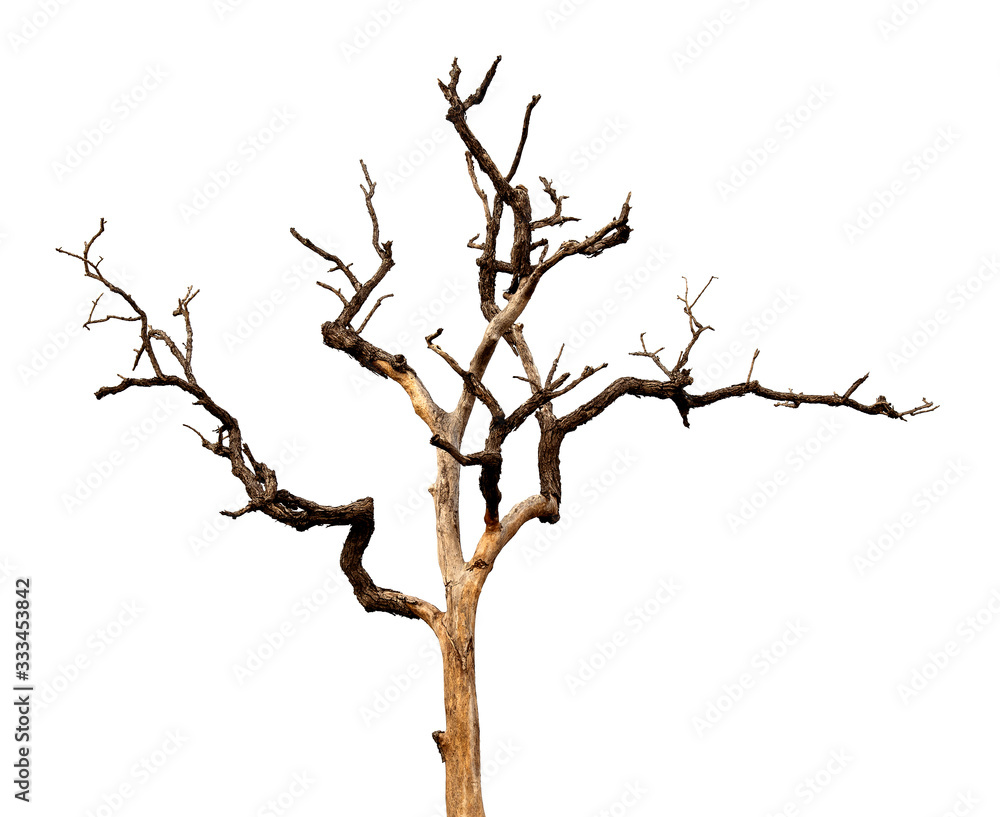 Wall mural dead tree with clipping path isolated on white background