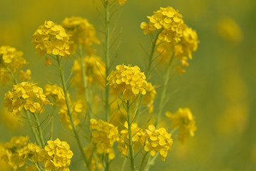 Rapeseed field, Blooming canola flowers