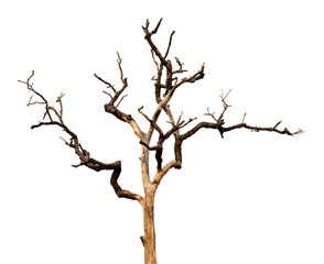 Dead tree with clipping path isolated on white background