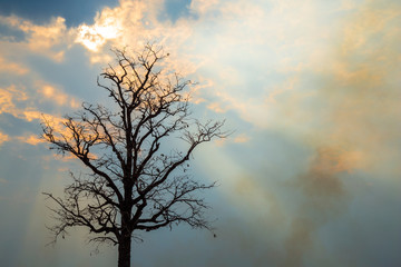 Obraz na płótnie Canvas Silhouette dead dry tree isolated on blue sky, sunset