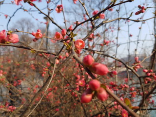 Spring in Turin