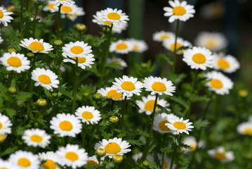 Fototapeta premium White mini marguerite flower, Chrysanthemum paludosum