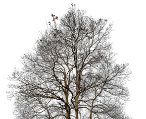 Black of dead tree with clipping path isolated on white background.