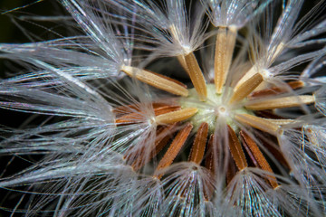 Macro shot closeup beautiful dandelion flower seeds 